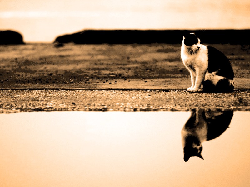 „Wasch mich, aber mach mich nicht&nbsp;nass“